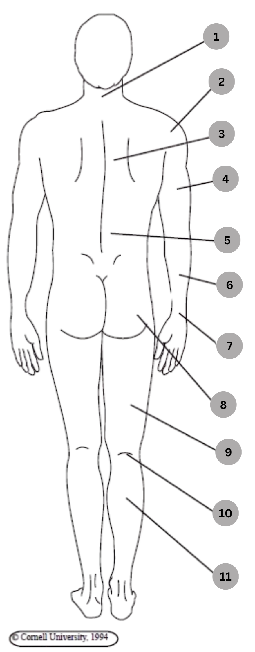 Anatomy Image